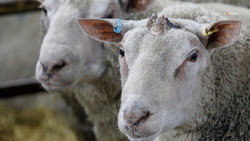 Ставрополье ежегодно улучшает показатели по производству шерсти