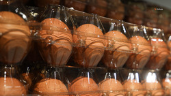 Птицефабрика в Благодарненском округе за два зимних месяца произвела 17,7 миллиона яиц