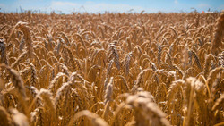 Ставрополье обеспечит семенами пшеницы другие регионы