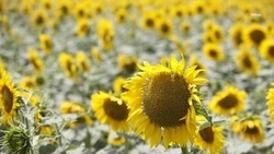 Подсолнечник и кукурузу заложили на 450 тыс. га ставропольских полей