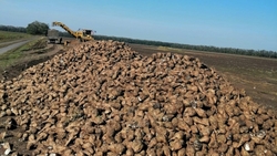 Аграрии Ставрополья убрали почти 1,8 миллиона тонн сахарной свеклы