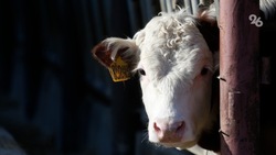 Ставропольские животноводы могут получить компенсацию при покупке молочного КРС