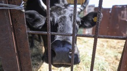На Ставрополье за пять месяцев 2022 года фермеры произвели 210 тысяч тонн молока