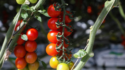 С начала года на Ставрополье произвели более 24 тысяч тонн тепличных овощей