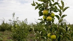 На Ставрополье реализуют ещё два крупных аграрных инвестпроекта