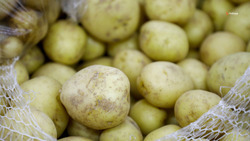 На Ставрополье планируют вдвое увеличить производство картофеля и овощей