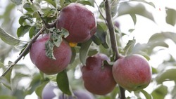 Садоводы Ставрополья на 87% выполнили планы по сбору яблок