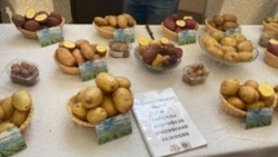 Семеноводству картофеля – инновационный путь развития