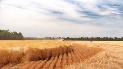 Ставропольские аграрии уберут 2,5 млн га зерновых и зернобобовых культур