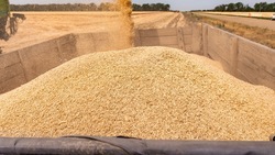 Более 8 млн тонн зерна намолотили ставропольские аграрии