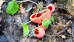 Грибы-цветы выросли в Мамайском лесу Ставрополя раньше срока