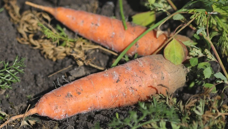 Благодарненский округ планирует стать одним из лидеров по севу овощей открытого грунта