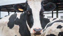 Для фермеров Ставрополья до 2023 года отложили обязательную маркировку на молоко