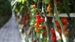Аграрии Ставрополья собрали 77,5 тыс. тонн тепличных томатов