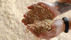 Производителям зерна на Ставрополье авансируют посевные работы