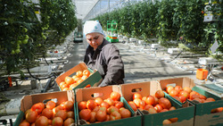 Ставропольские овощеводы в 2022 году получили более 93 миллионов рублей господдержки